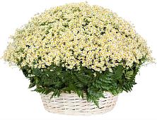 Цветочная композиция из Ромашки в корзине #REPLACE_PRED# Большеречье